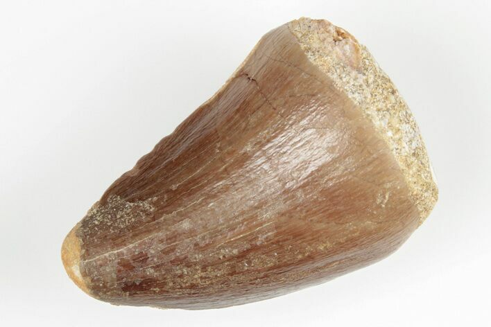 1.5" Fossil Mosasaur (Prognathodon) Tooth - Morocco